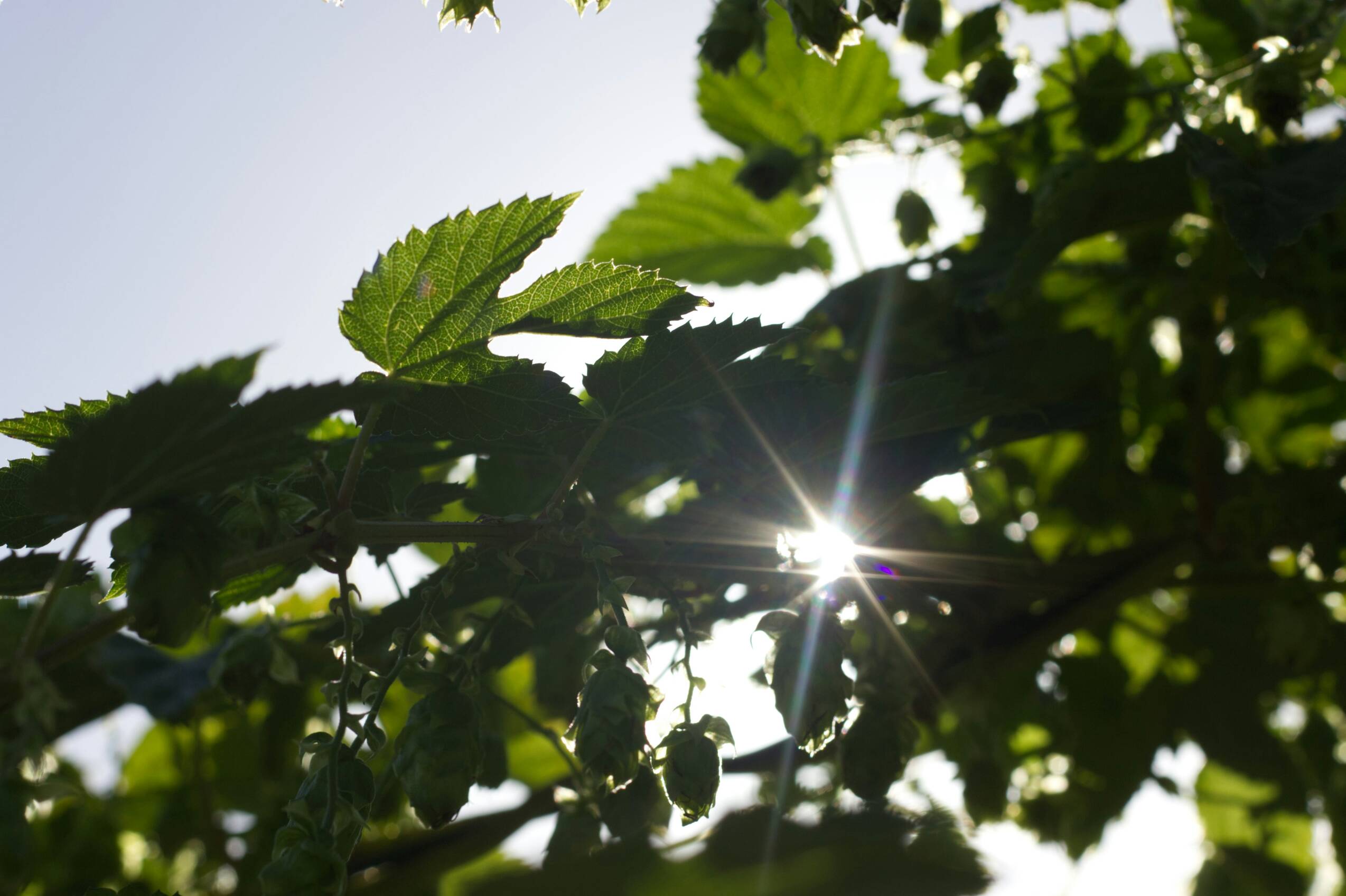 The sun is shining. On my hop. In my garden.